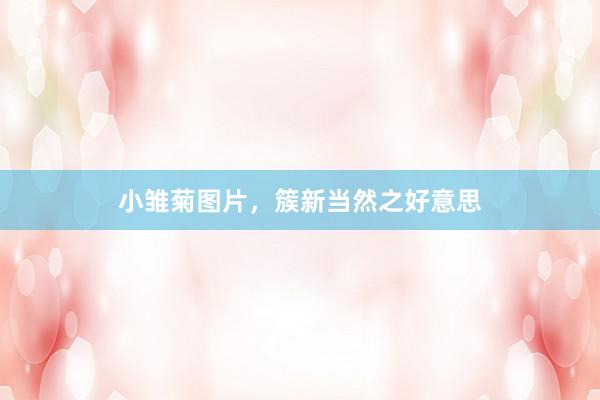 小雏菊图片，簇新当然之好意思