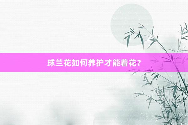 球兰花如何养护才能着花？
