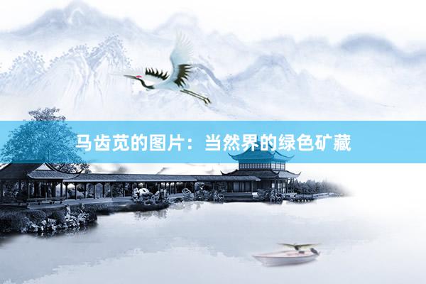 马齿苋的图片：当然界的绿色矿藏